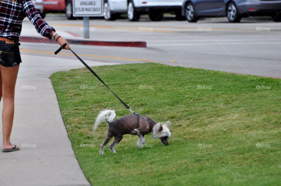 Walking a dog