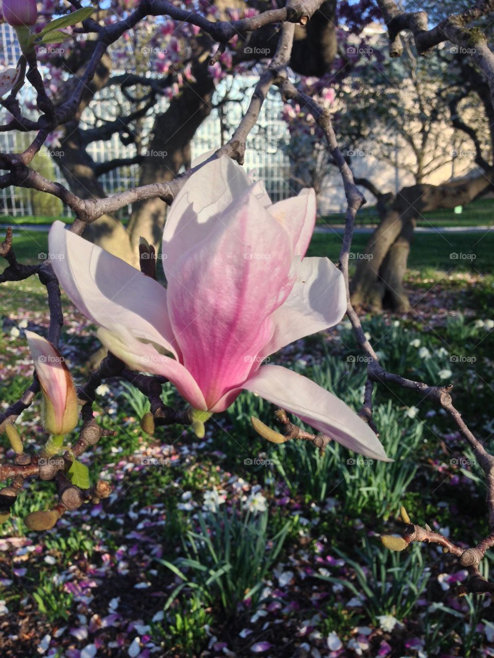 Flower in Central Park. Central Park in springtime 