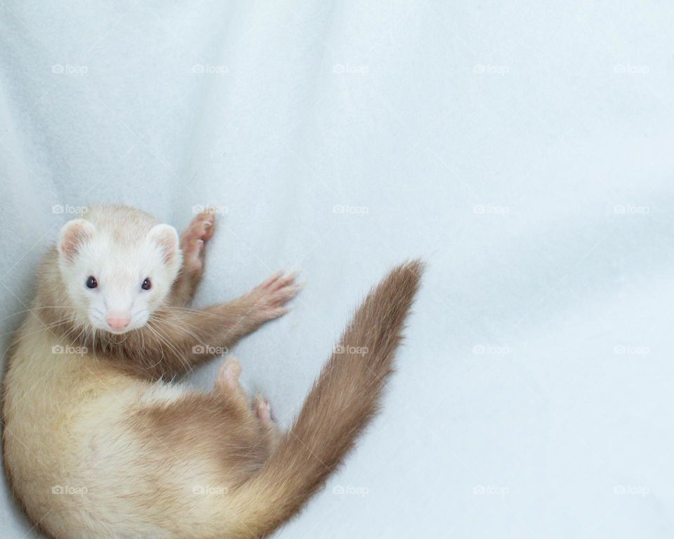 A cuddly, curious ferret in a white blanket