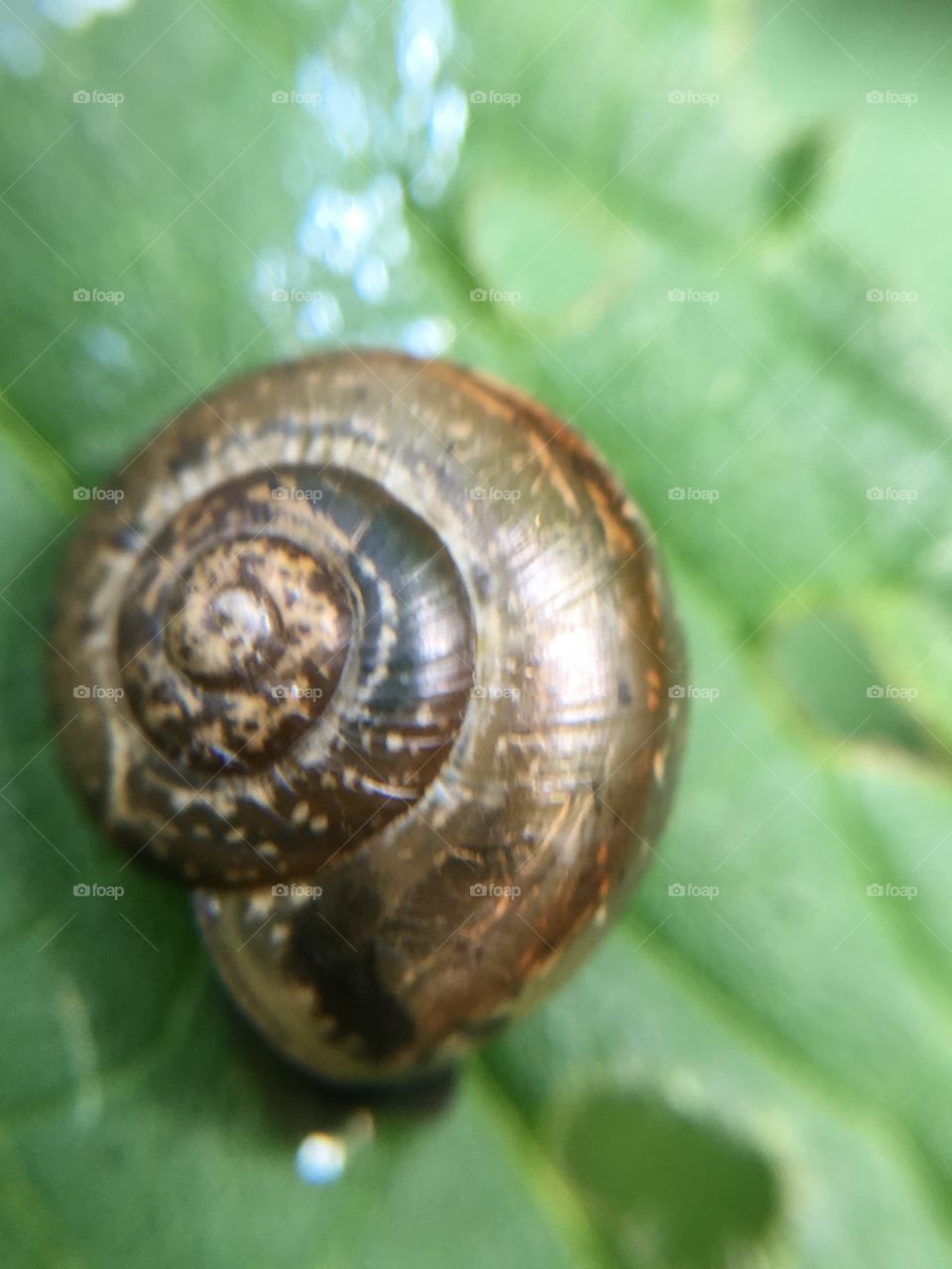 Small snail