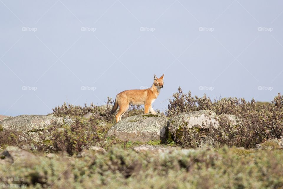 Ethiopian wolf 23