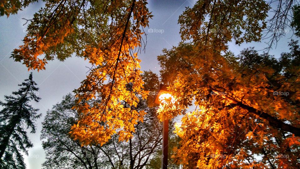 Brilliant colors in the lamp light