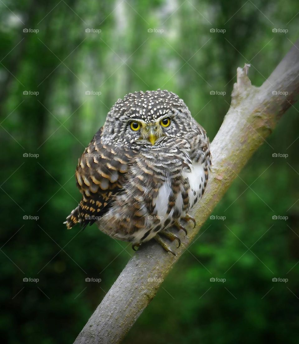 Beautiful and cute owl bird