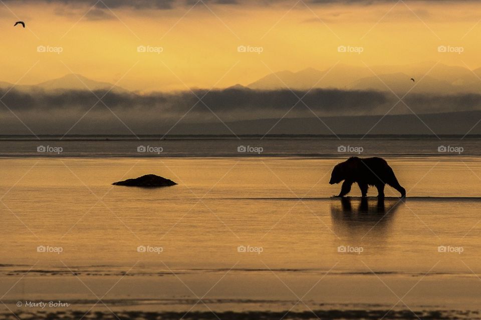 Bear on the tidal flats at sunset