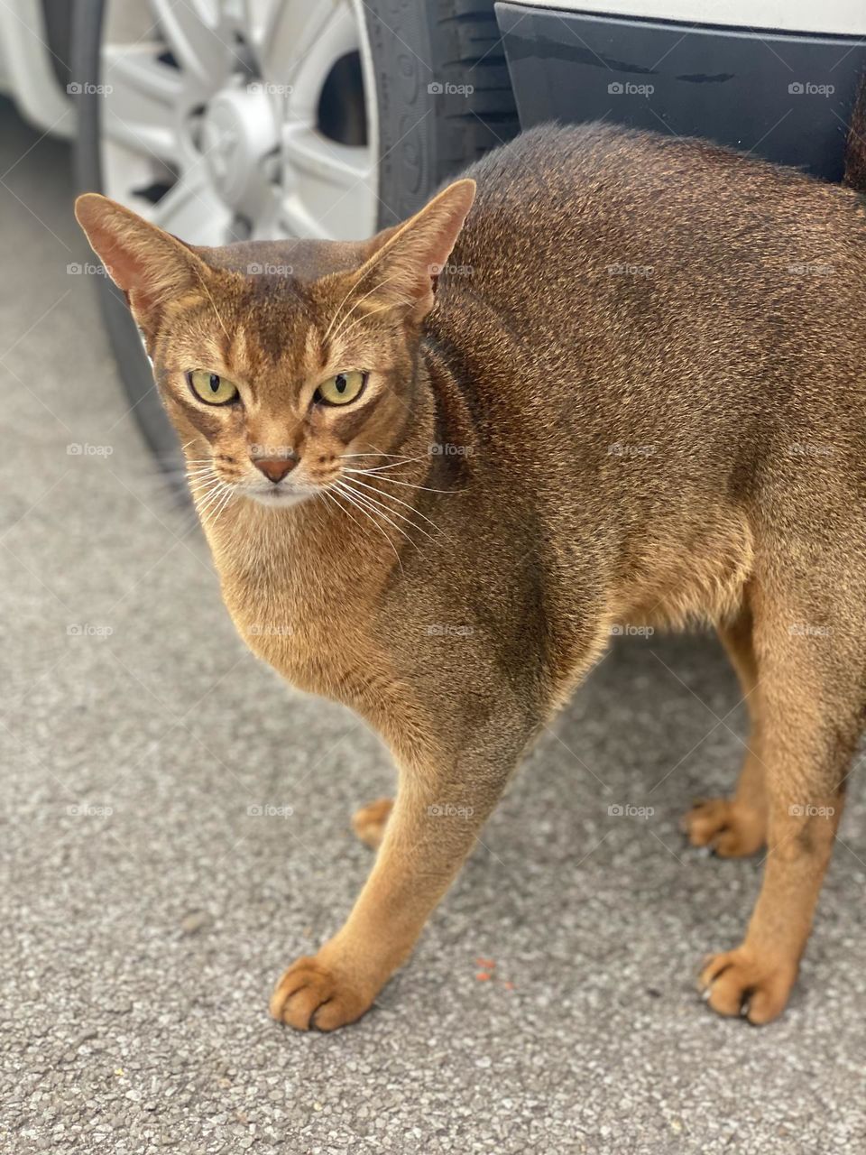 an unusual coloring golden cat with big eyes, ears and a serious look.  frightened animal, cat cat.  pet cat