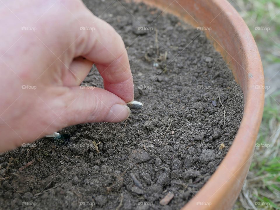 Planting sunflower seeds