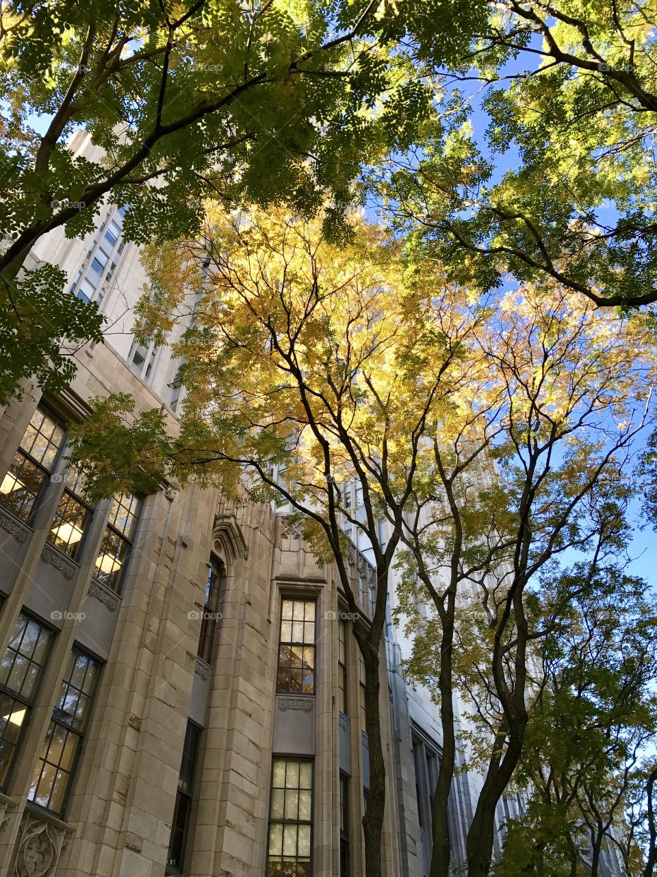 Fall in campus