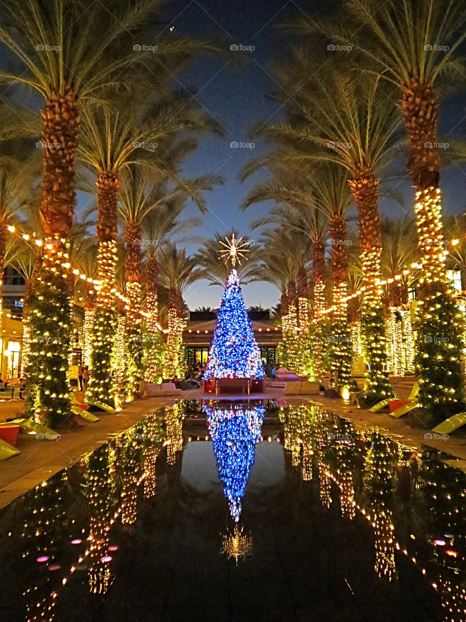 Dazzling holiday lights, Christmas tree, palm trees and water.