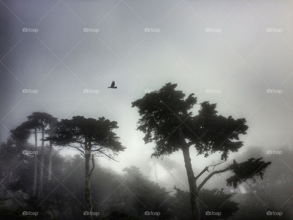 Bird flying over cypress trees in a heavy fog