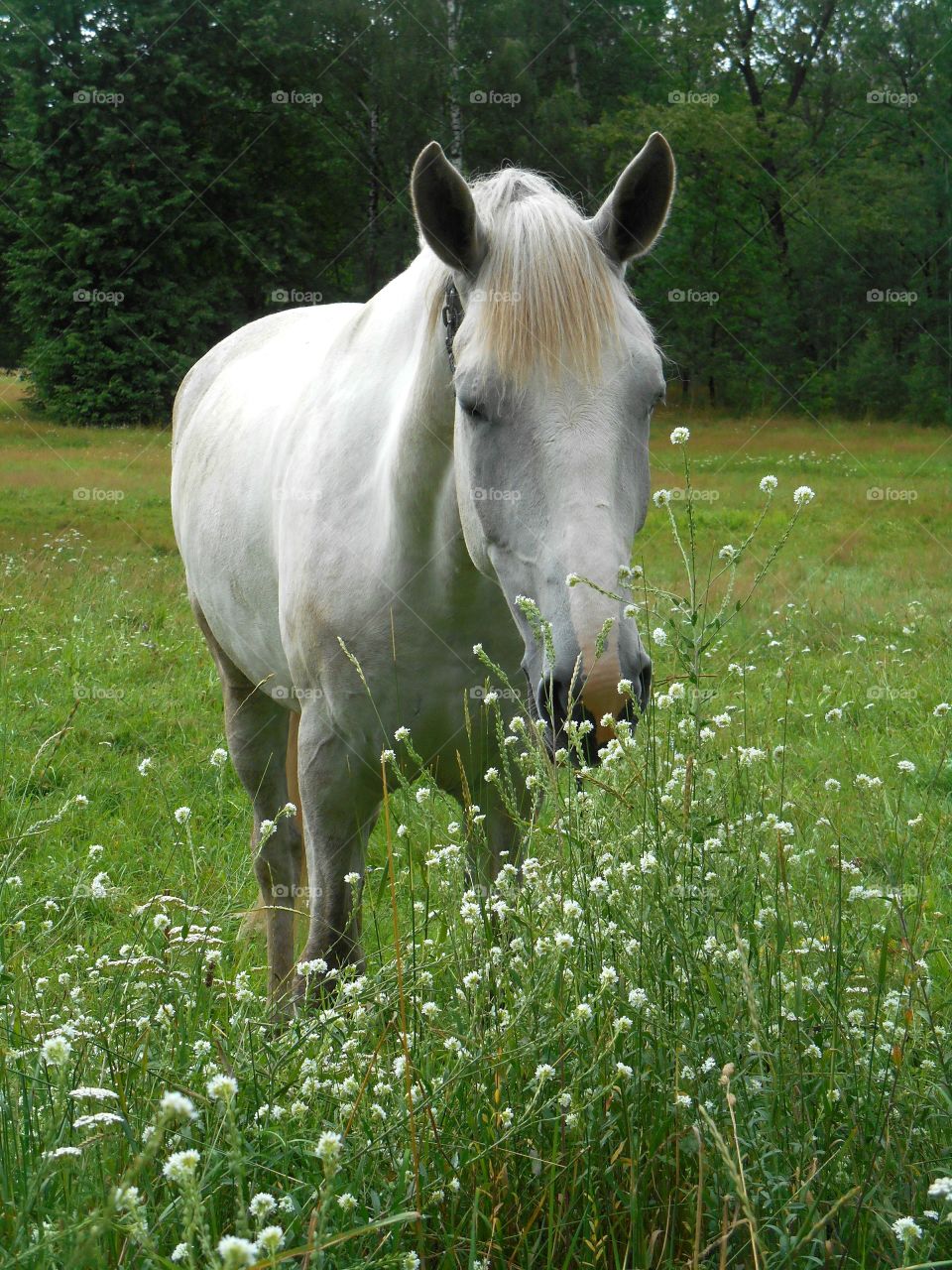 Grass, Hayfield, Field, Nature, No Person