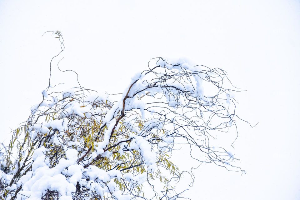 Snowy tree