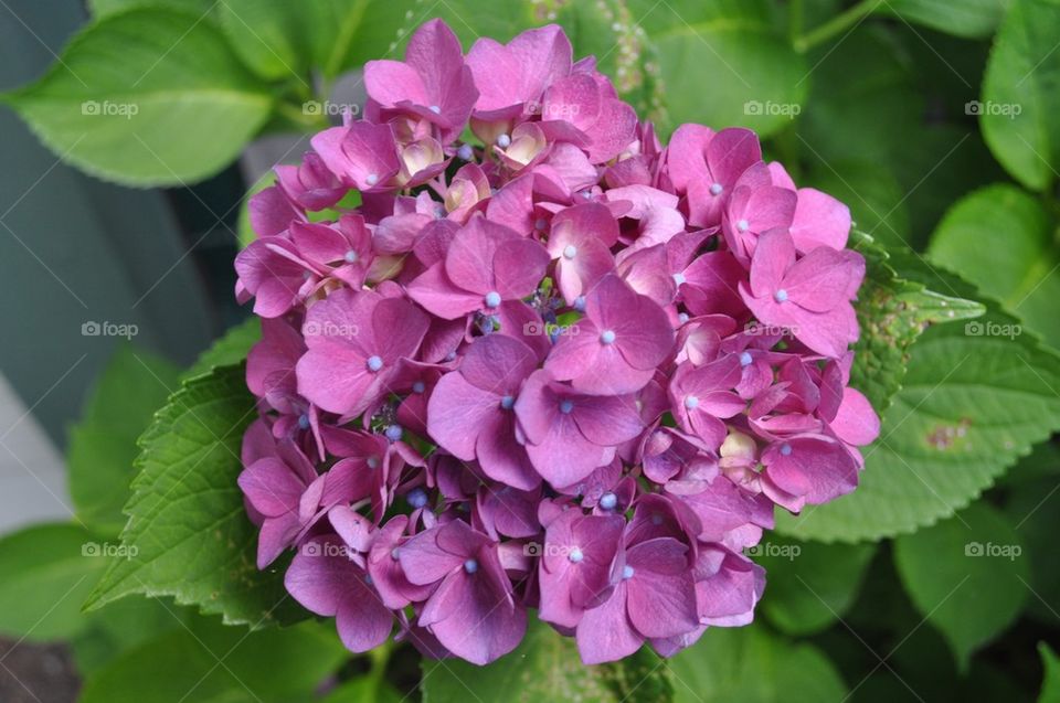 Hydrangea