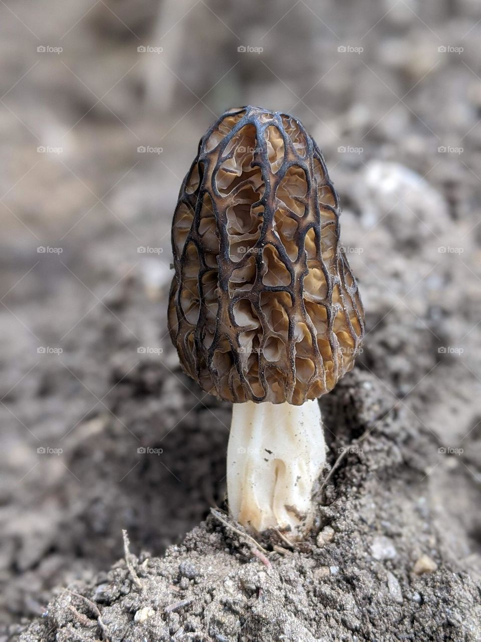 Wild rare himalayan jungle mushroom