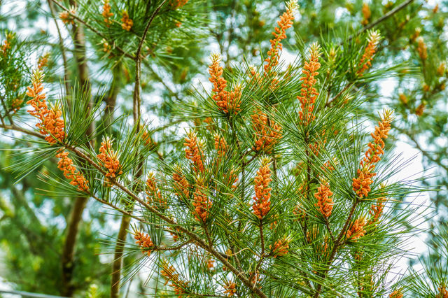 Young pine flowers barely beginning to form on a tree
