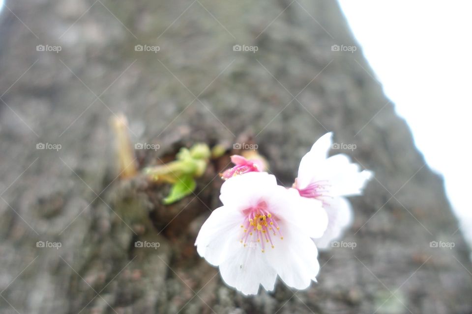 Cherry Blossom Tree