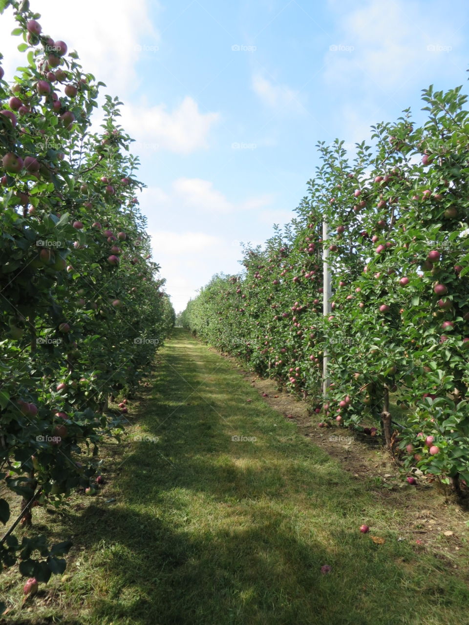 Apple Orchard. Macs at Tougas