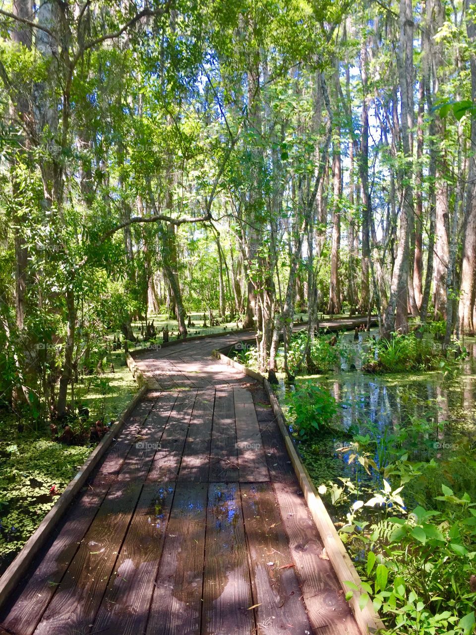 Hiking in the Bayou of New Orleans 