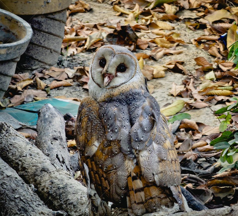 Owl posing for a photo