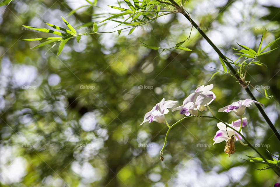 Beautiful pink flowers in the garden.