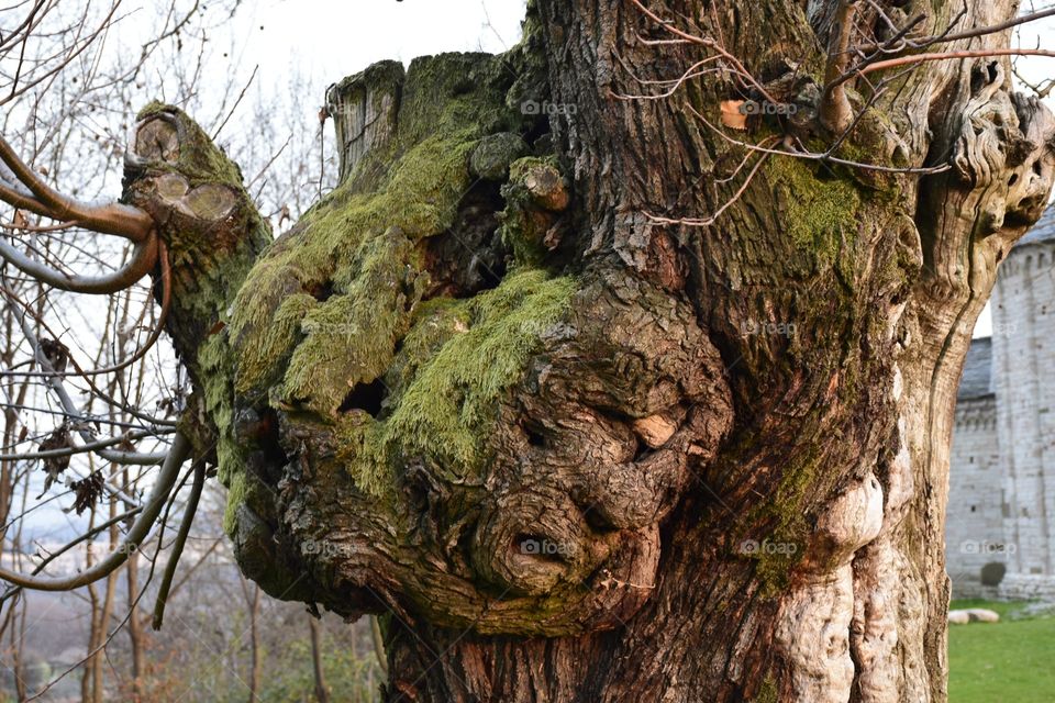 Face tree