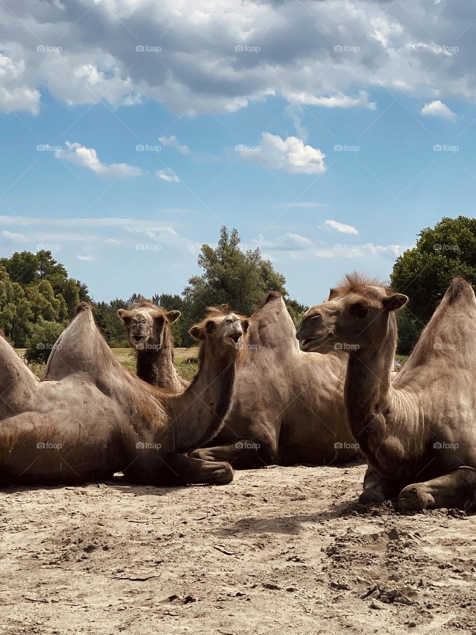 Bald camels chilling in the sun and smiling at the camera!😄