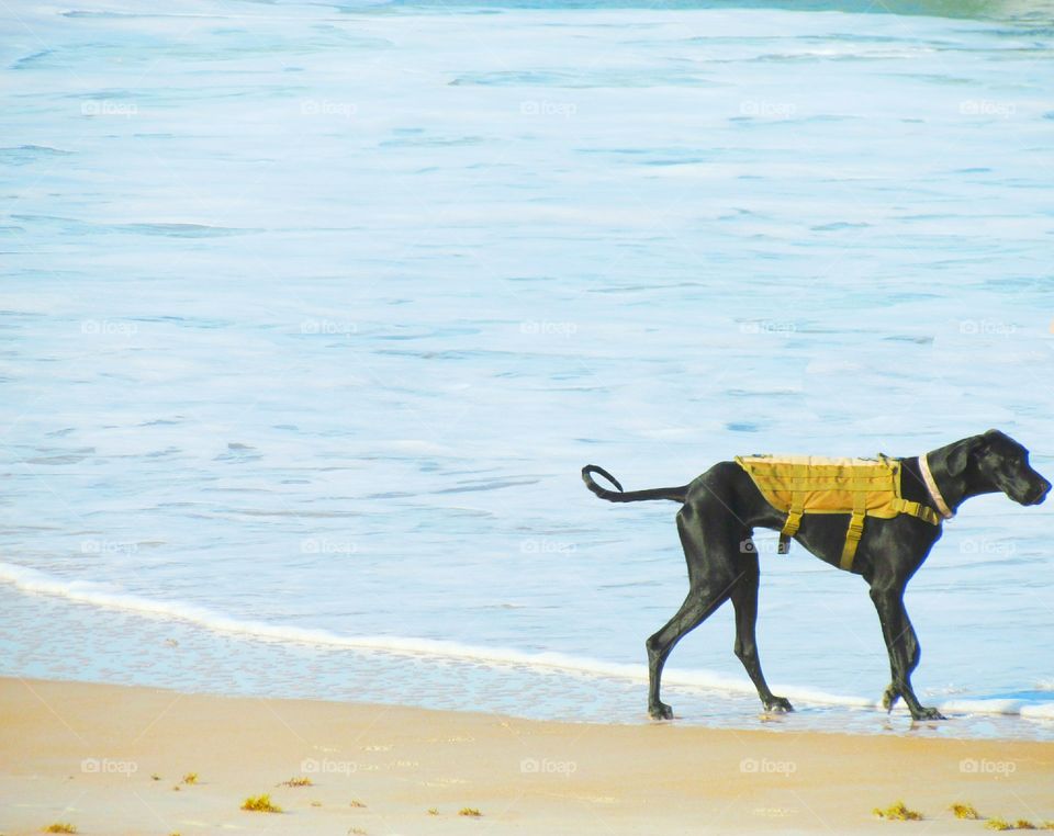 dog frolicking on the beach