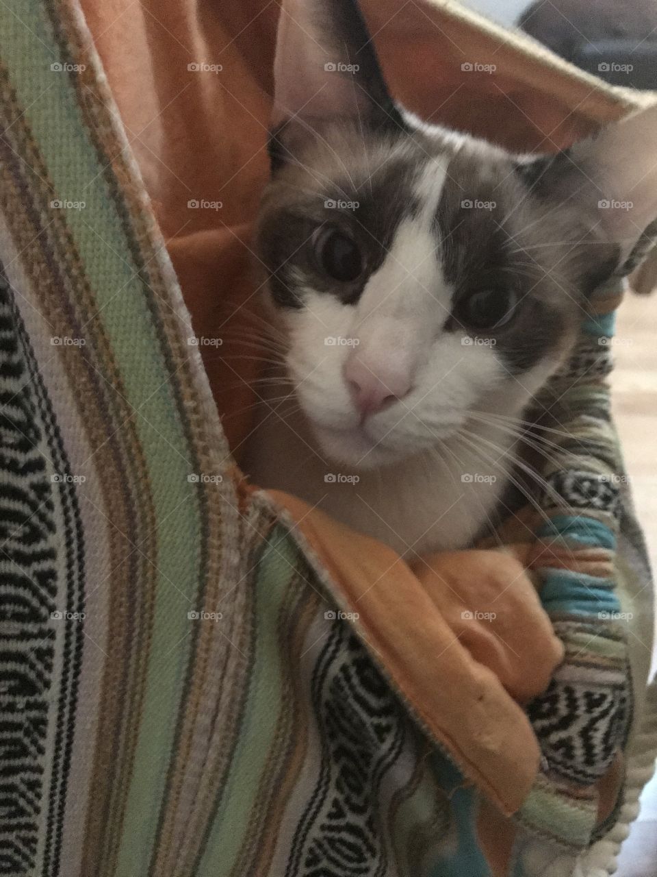 Cat in a bag 