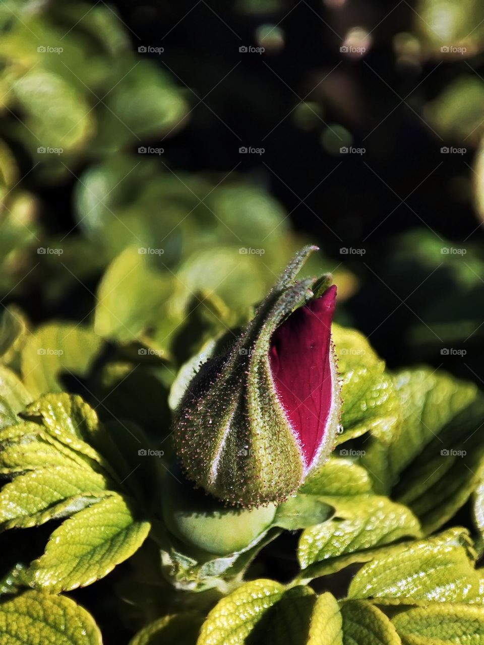 Macro photo of a flower growing in the garden