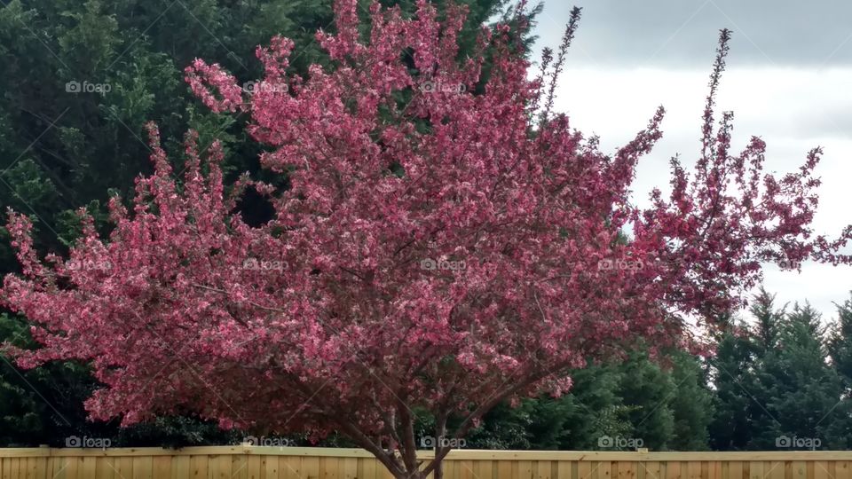 Tree, Flower, Park, Outdoors, Season