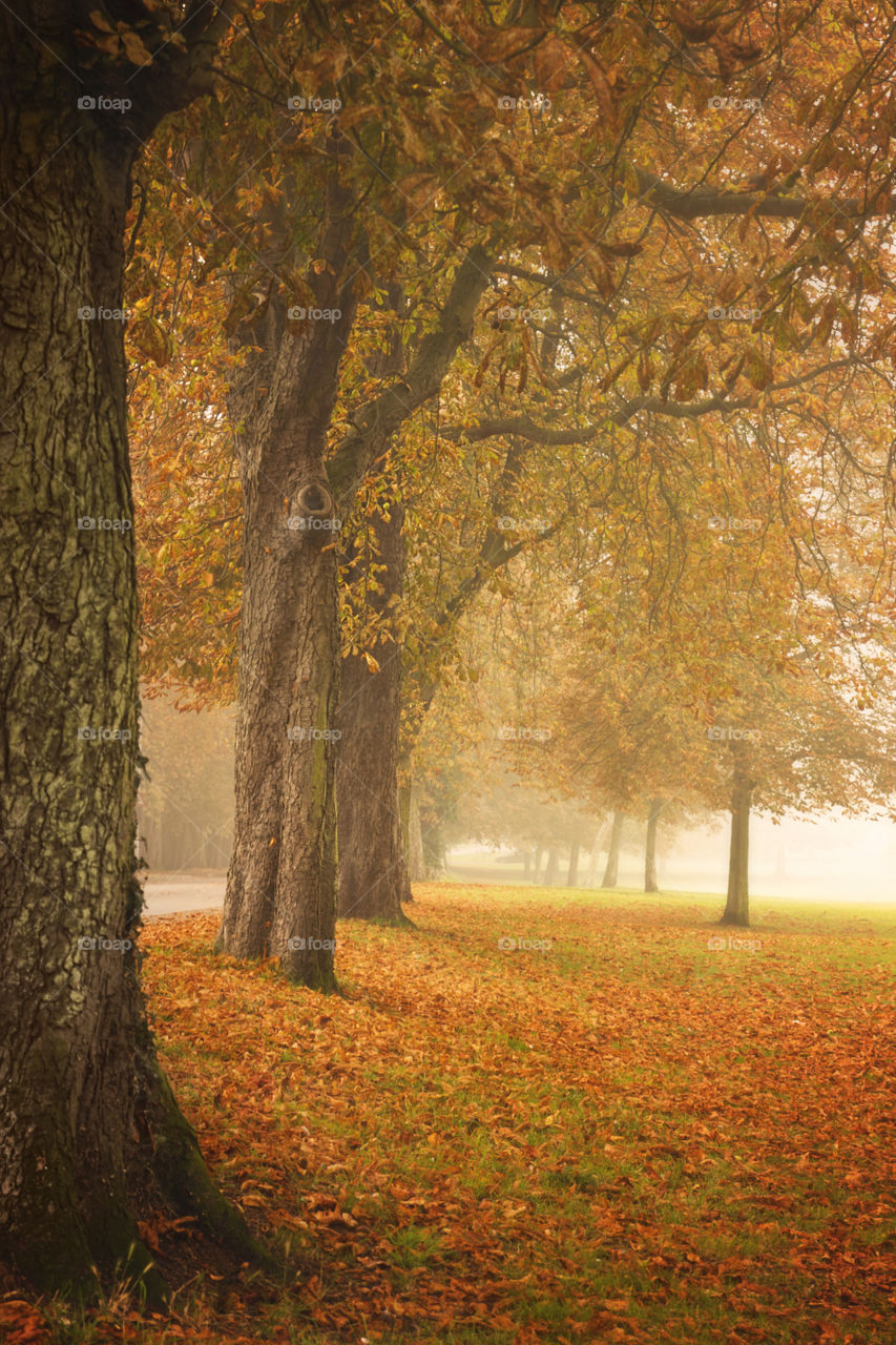 Foggy Autumn Trees