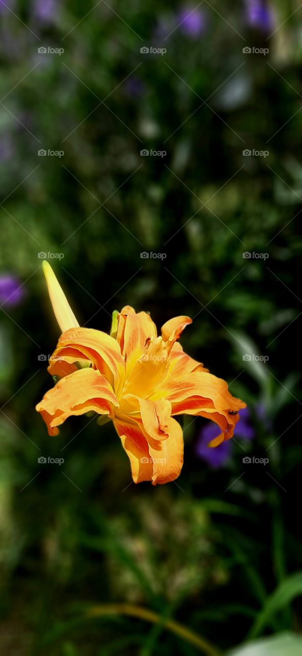 late bloomer Daylily floating in air