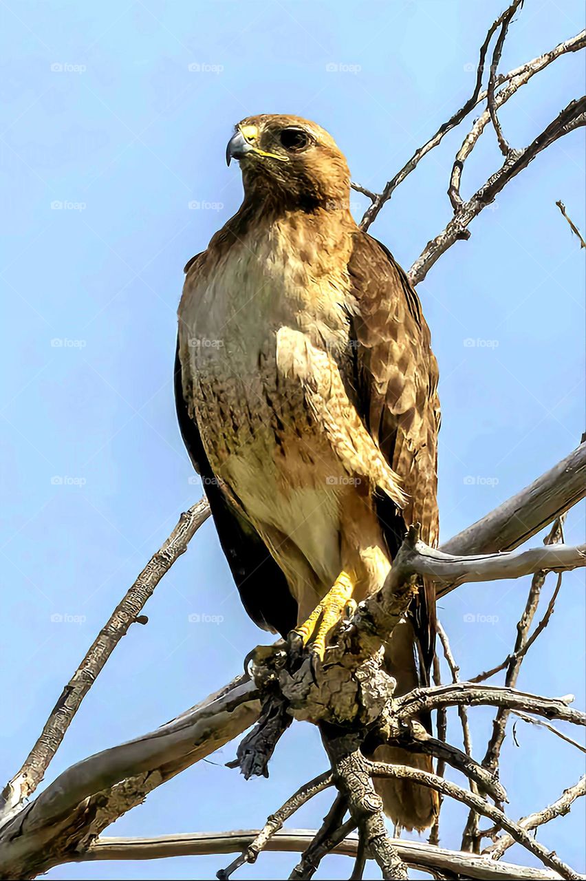 Wild hawk