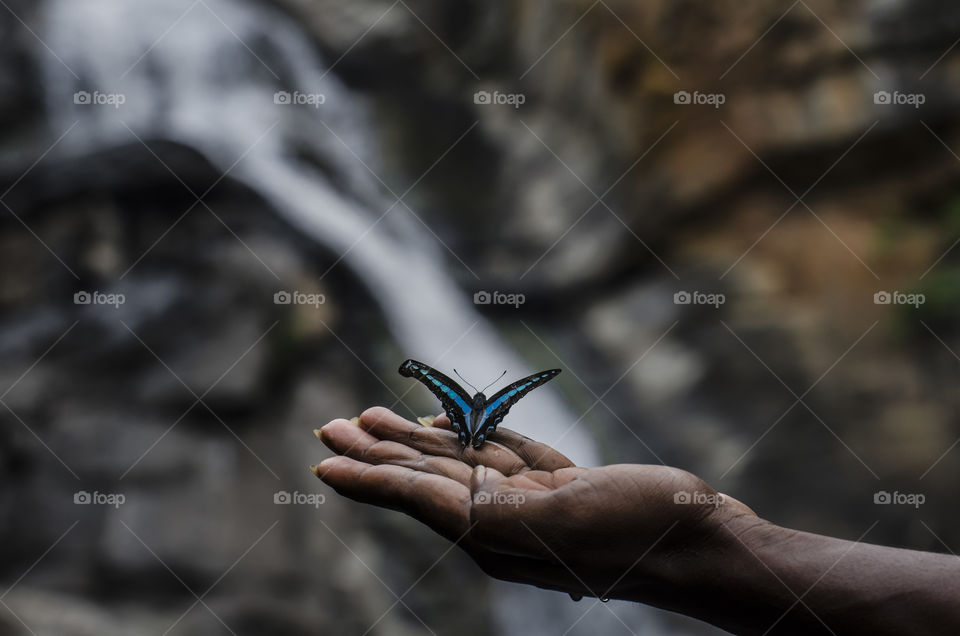 butterfly enjoying waterfall