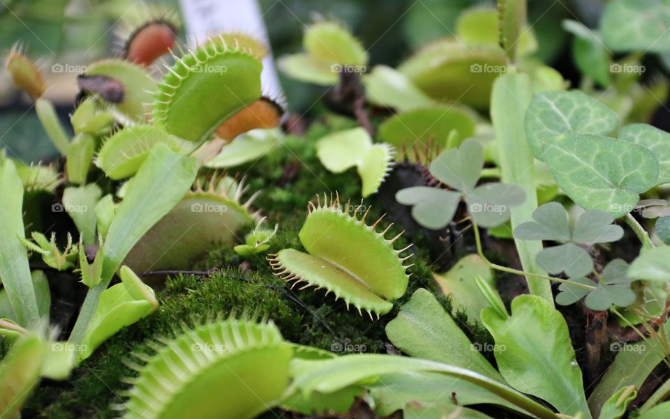 Venus flytrap plant