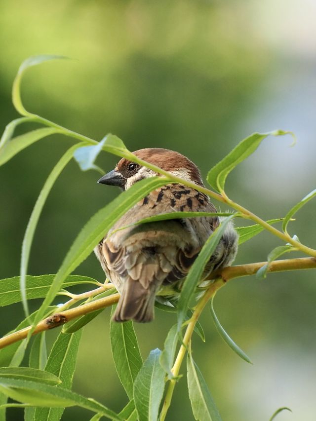 Sparrow