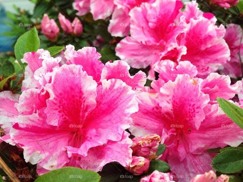 flowers pink flower red by itsAus