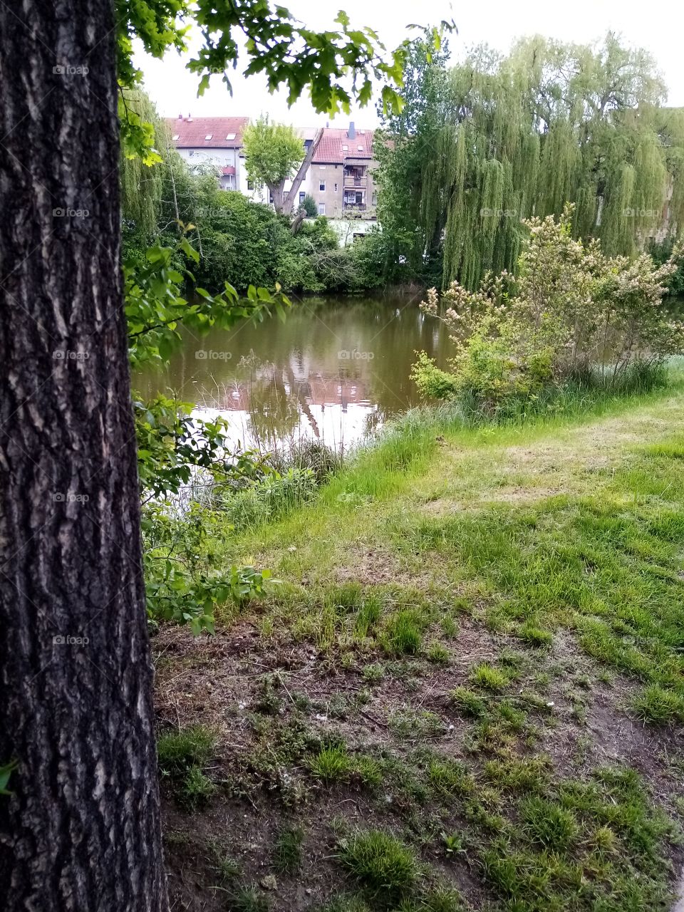 Teich