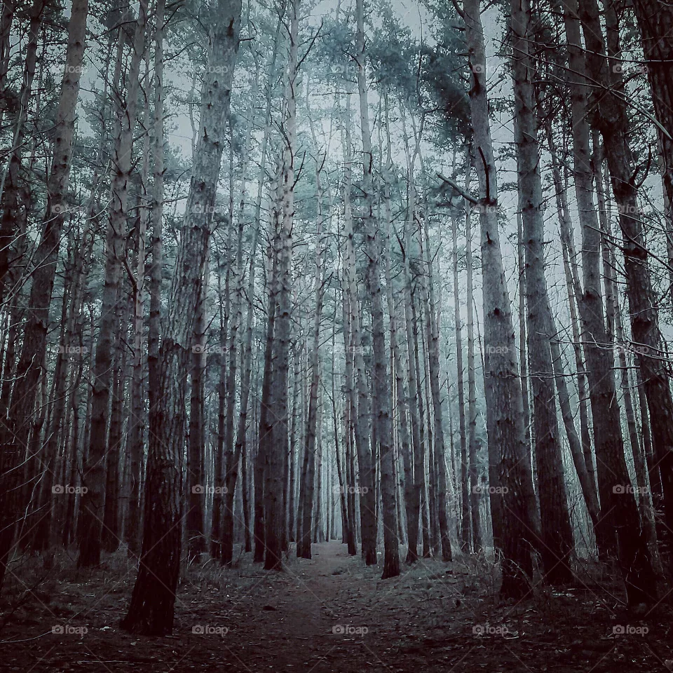 Forest