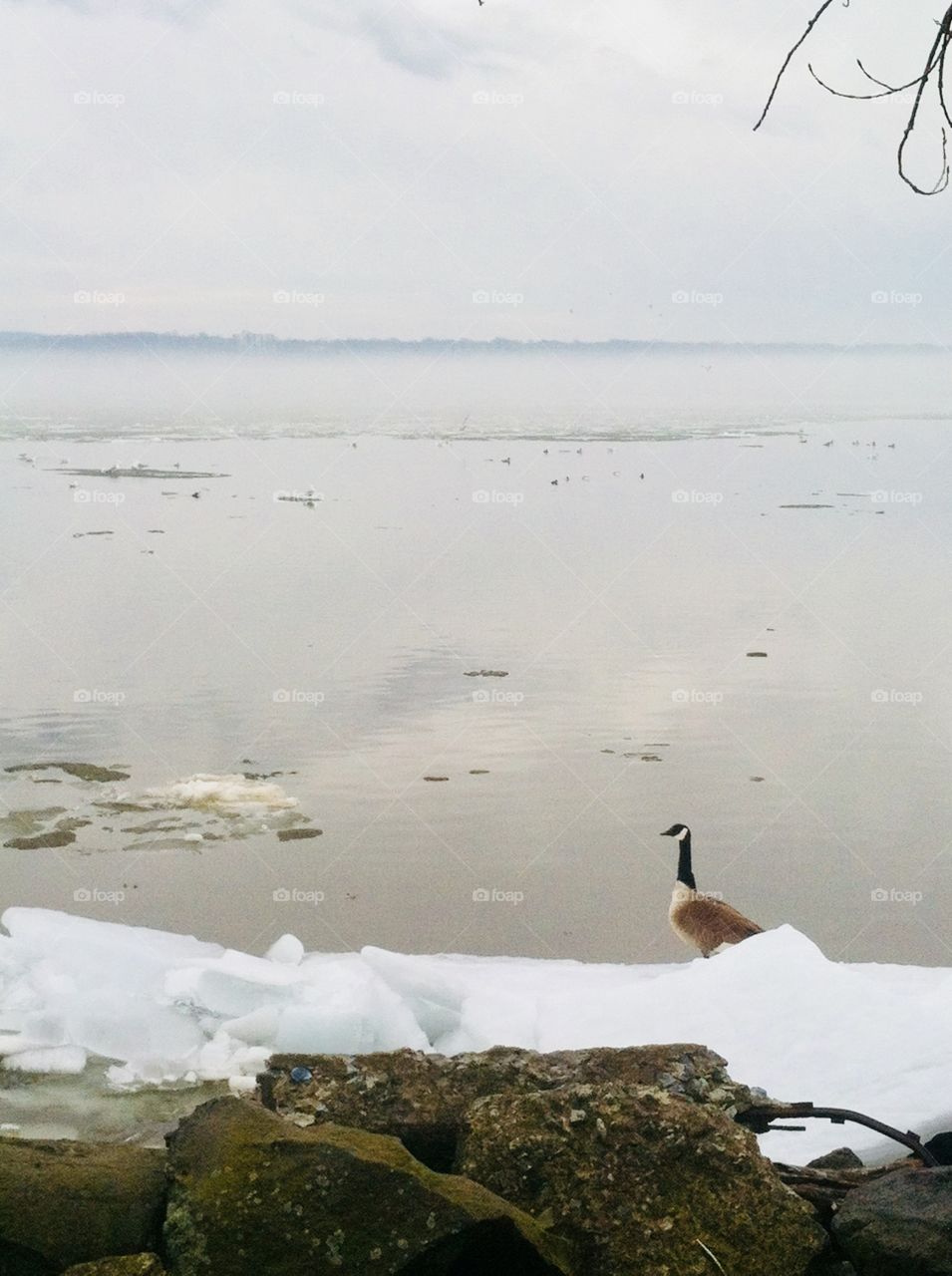 Canadian goose, Presque Isle, Erie PA
