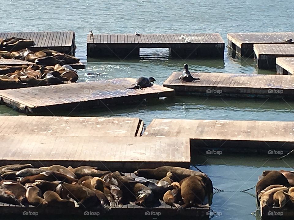 Seals 
