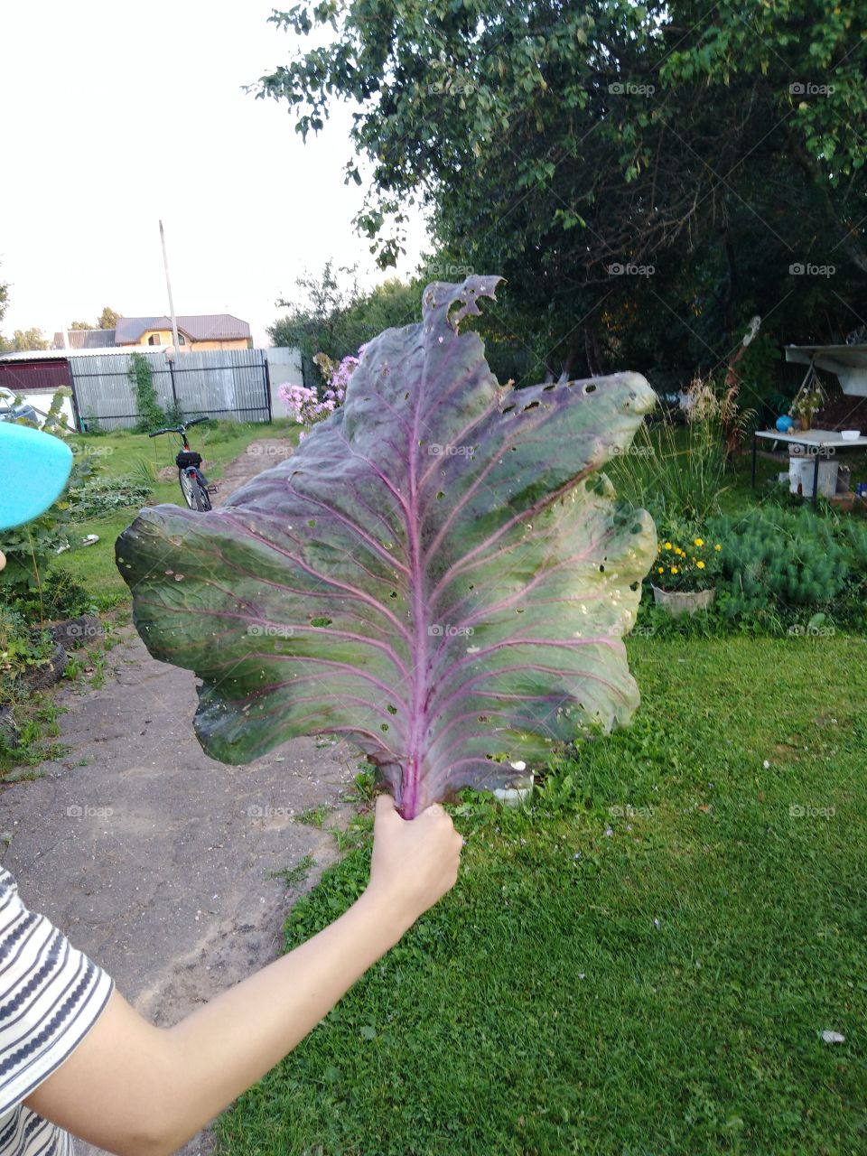 Лист капусты