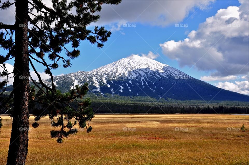 My. Bachelor . Photo of Mt Bachelor in month of October. Meadow and tree in foreground