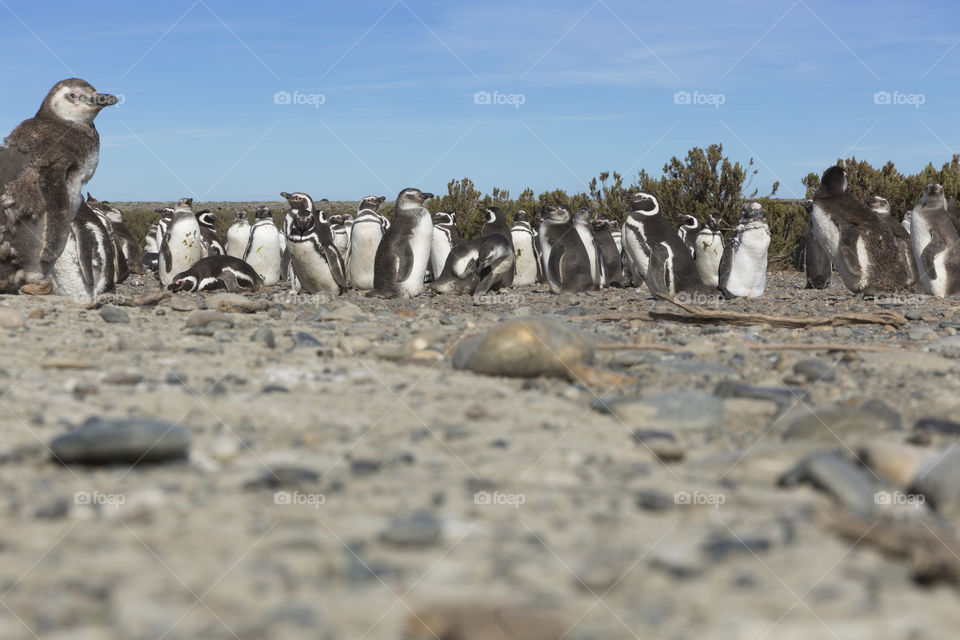 Pinguenera Faro Cabo Virgenes.