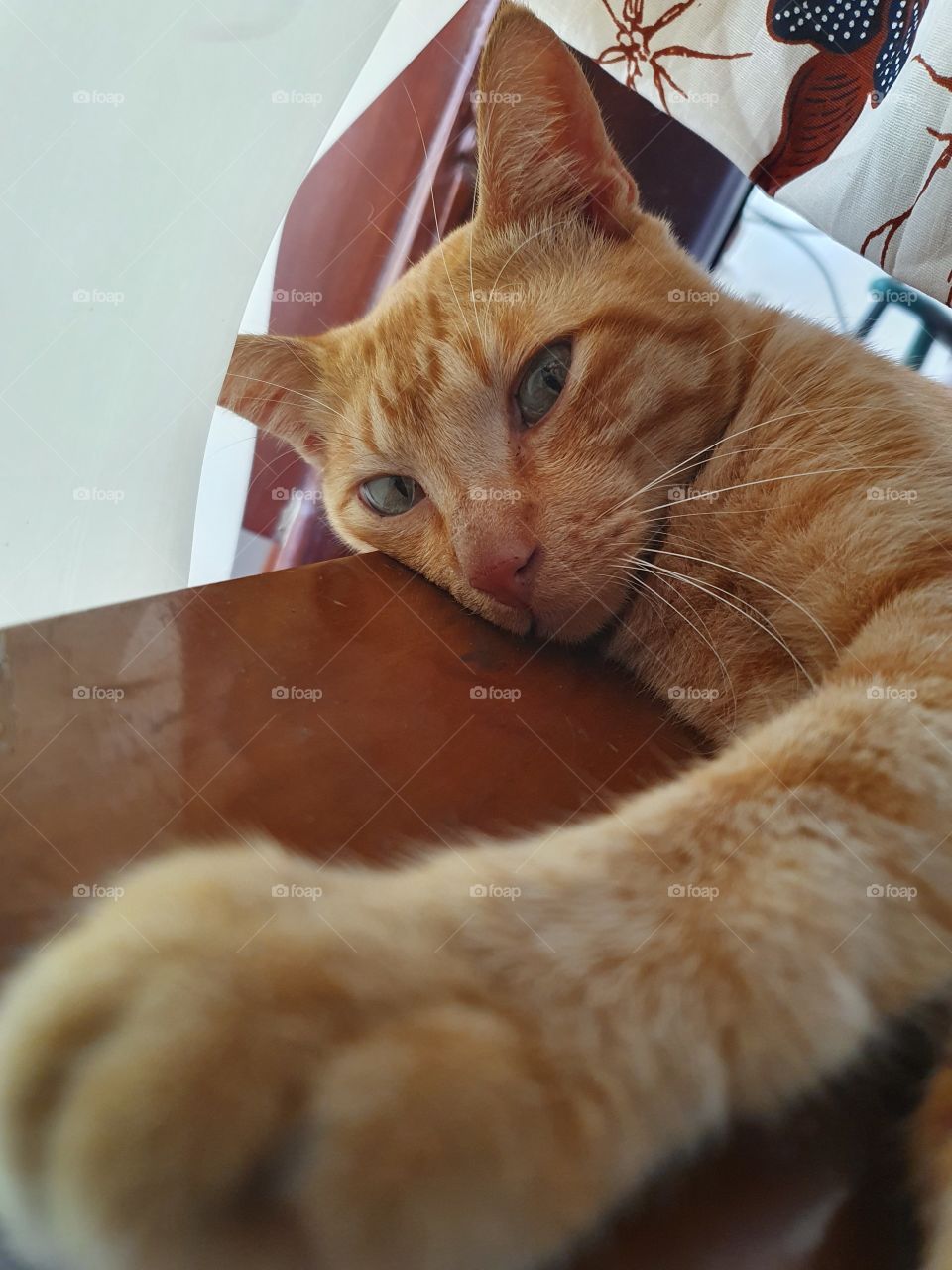 An orange domestic cat is sleeping on a brown wooden chair and its eyes are looking at the camera