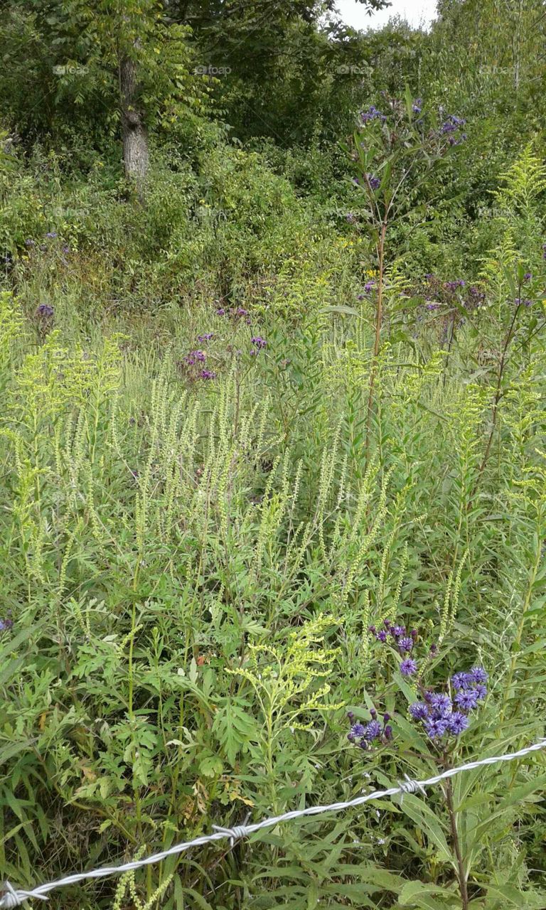 Wildflowers