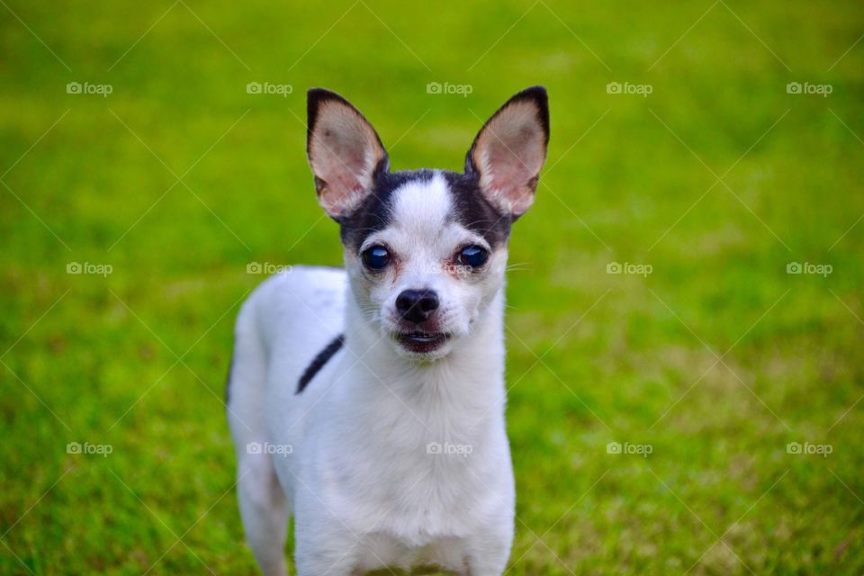 Chihuahua dog in the back yard 