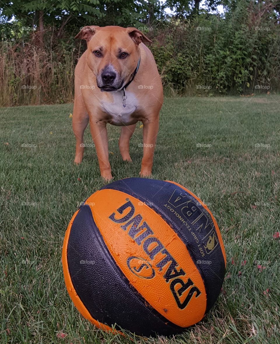 Go ahead try and take my ball...