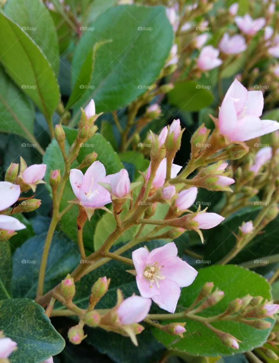 Close-up of a pink flowers