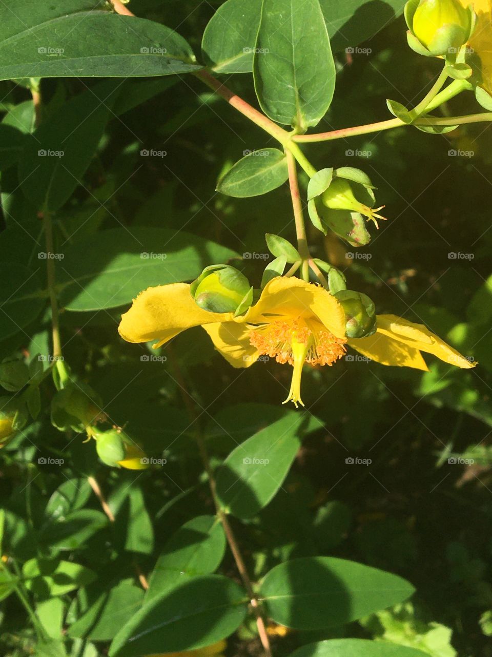 Millepertuis blooming