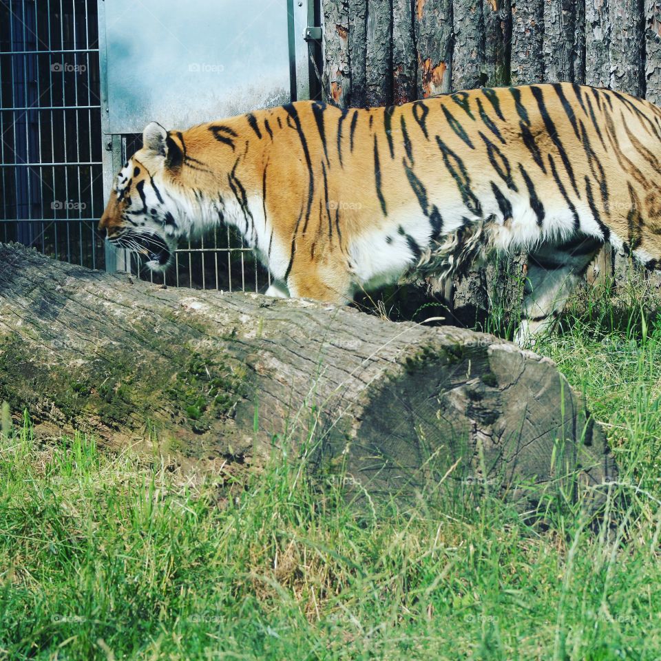 Tiger in Tiergarten Stendal
